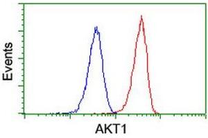 Image no. 2 for anti-V-Akt Murine Thymoma Viral Oncogene Homolog 1 (AKT1) antibody (ABIN1496558) (AKT1 抗体)