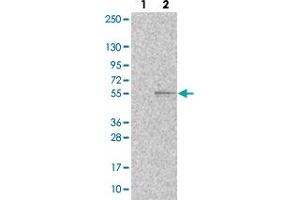 Western blot analysis of Lane 1: Negative control (vector only transfected HEK293T lysate). (PEX13 抗体)