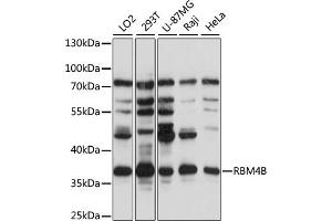 Western blot analysis of extracts of various cell lines, using RBM4B antibody (ABIN7270087) at 1:1000 dilution. (RBM4B 抗体  (AA 140-359))