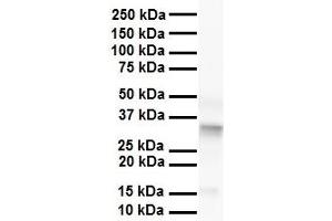 WB Suggested Anti-Pard6b antibody Titration: 1 ug/mL Sample Type: Human liver (PARD6B 抗体  (N-Term))