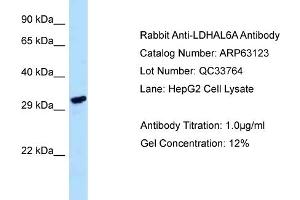Western Blotting (WB) image for anti-Lactate Dehydrogenase A-Like 6A (LDHAL6A) (C-Term) antibody (ABIN2789382) (LDHAL6A 抗体  (C-Term))
