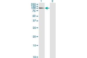 Western Blot analysis of LAMA5 expression in transfected 293T cell line by LAMA5 monoclonal antibody (M01), clone 2F7. (Laminin alpha 5 抗体  (AA 1-100))