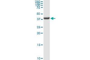 TALDO1 MaxPab rabbit polyclonal antibody. (TALDO1 抗体  (AA 1-337))