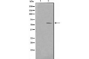 Western blot analysis on HuvEc cell lysate using Pim-1 Antibody，The lane on the left is treated with the antigen-specific peptide. (PIM1 抗体  (Internal Region))