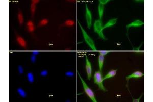 HDAC1 antibody (mAb) (Clone 10E2) tested by immunofluorescence. (HDAC1 抗体  (AA 467-482))