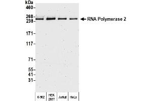 Western Blotting (WB) image for anti-RNA Polymerase II (C-Term) antibody (ABIN7450663) (RNA Polymerase II 抗体  (C-Term))