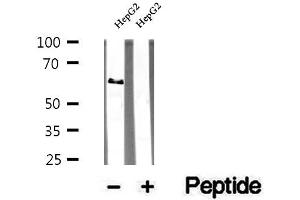 Western blot analysis of extracts of HepG2 cells, using TRIM9 antibody. (TRIM9 抗体  (N-Term))