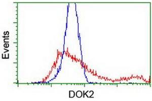 HEK293T cells transfected with either RC207621 overexpress plasmid (Red) or empty vector control plasmid (Blue) were immunostained by anti-DOK2 antibody (ABIN2454889), and then analyzed by flow cytometry. (DOK2 抗体)