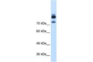 MTMR1 antibody used at 1. (MTMR1 抗体  (C-Term))