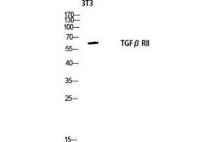 Western Blot (WB) analysis of 3T3 lysis using TGFbeta RII antibody. (TGFBR2 抗体  (Tyr159))