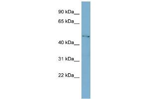WB Suggested Anti-C1GALT1 Antibody Titration:  0. (C1GALT1 抗体  (Middle Region))