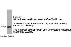 Image no. 1 for anti-S1-Tag antibody (ABIN1573920) (S1-Tag 抗体)