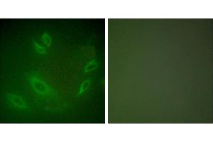 Peptide - +Immunofluorescence analysis of HeLa cells, using HSP105 antibody (#C0231). (HSPH1 抗体)