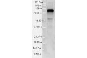 Image no. 1 for anti-Toll-Like Receptor 4 (TLR4) (AA 420-435) antibody (ABIN1491512) (TLR4 抗体  (AA 420-435))