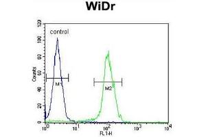 BEX1 Antibody (Center) flow cytometric analysis of WiDr cells (right histogram) compared to a negative control cell (left histogram). (BEX1 抗体  (Middle Region))