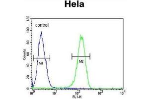ADCY4 Antibody (Center) flow cytometric analysis of Hela cells (right histogram) compared to a negative control cell (left histogram). (ADCY4 抗体  (Middle Region))