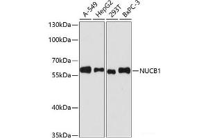 Western blot analysis of extracts of various cell lines using NUCB1 Polyclonal Antibody at dilution of 1:3000. (Nucleobindin 1 抗体)