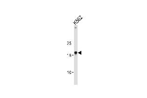Western blot analysis in K562 cell line lysates (35ug/lane). (HMGA1 抗体  (C-Term))
