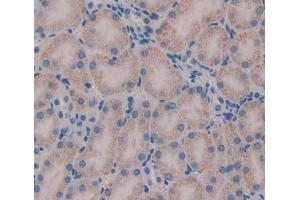 IHC-P analysis of kidney tissue, with DAB staining. (HADH 抗体  (AA 1-167))