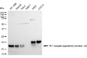 Western blotting analysis using TNF receptor superfamily member 12A antibody (ABIN7800674).