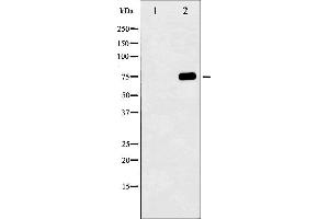 Western blot analysis of Tau phosphorylation expression in UV treated 293 whole cell lysates,The lane on the left is treated with the antigen-specific peptide. (MAPT 抗体  (pSer404))