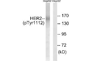 Western blot analysis of extracts from HepG2 cells, treated with PMA (125ng/ml, 20mins), using HER2 (Phospho-Tyr1112) antibody. (ErbB2/Her2 抗体  (pTyr1112))