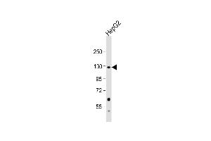 Anti-PC Antibody (N-term) at 1:1000 dilution + HepG2 whole cell lysate Lysates/proteins at 20 μg per lane. (PC (AA 53-82), (N-Term) 抗体)