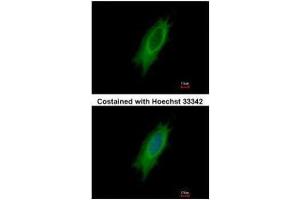 Immunofluorescence (IF) image for anti-Major Histocompatibility Complex, Class II, DP alpha 1 (HLA-DPA1) antibody (ABIN2855822)
