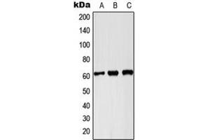 Western blot analysis of PKLR expression in Hela (A), Raw264. (PKLR 抗体  (C-Term))