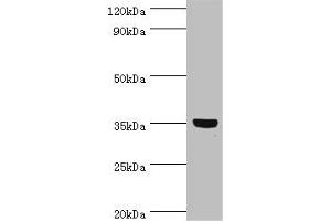 Western blot All lanes: GLYATL1 antibody at 8 μg/mL + Rat liver tissue Secondary Goat polyclonal to rabbit IgG at 1/10000 dilution Predicted band size: 36, 39 kDa Observed band size: 36 kDa (GLYATL1 抗体  (AA 1-302))