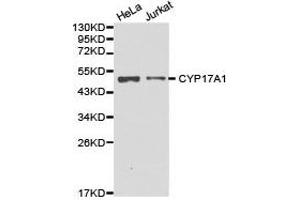 Western Blotting (WB) image for anti-Cytochrome P450, Family 17, Subfamily A, Polypeptide 1 (CYP17A1) antibody (ABIN1872155) (CYP17A1 抗体)