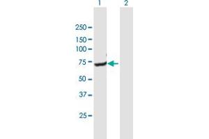 Western Blot analysis of GNPAT expression in transfected 293T cell line by GNPAT MaxPab polyclonal antibody.