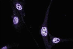 3T3-L1 (TEAD1 抗体  (AA 86-199))