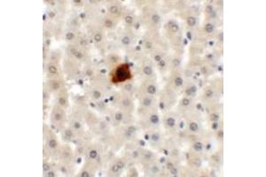 Immunohistochemistry of EI24 in rat liver tissue with EI24 antibody at 5 ug/mL. (EI24 抗体  (C-Term))