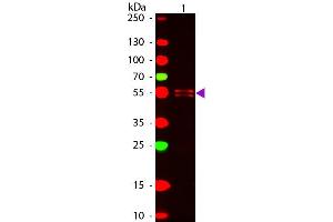 Western Blot of ATTO 647N conjugated Goat anti-Mouse IgG1 (gamma 1 chain) Pre-adsorbed secondary antibody. (山羊 anti-小鼠 IgG1 (Heavy Chain) Antibody (Atto 647N) - Preadsorbed)