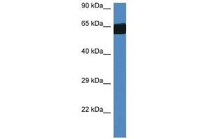 Western Blot showing Fmo3 antibody used at a concentration of 1. (FMO3 抗体  (Middle Region))