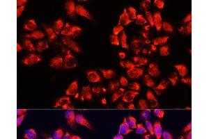 Immunofluorescence analysis of HeLa cells using ALDH7A1 Polyclonal Antibody at dilution of 1:100. (ALDH7A1 抗体)