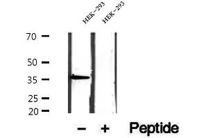 EIF3I antibody  (C-Term)