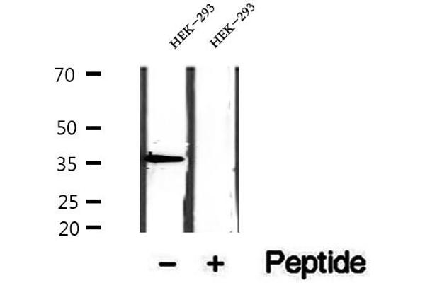EIF3I antibody  (C-Term)