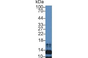Detection of SLC in Mouse Spleen lysate using Polyclonal Antibody to Secondary Lymphoid Tissue Chemokine (SLC) (CCL21 抗体  (AA 24-134))