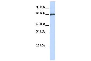 Western Blotting (WB) image for anti-Heat Shock 70kDa Protein 2 (HSPA2) antibody (ABIN2459891) (HSPA2 抗体)