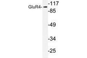 Western blot analysis of GluR4 antibody in extracts from NIH/3T3 cells. (GRIA4 抗体)