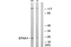 Western blot analysis of extracts from 293/Jurkat cells, using EFNA1 Antibody. (Ephrin A1 抗体  (AA 66-115))