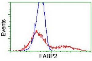 HEK293T cells transfected with either RC210206 overexpress plasmid (Red) or empty vector control plasmid (Blue) were immunostained by anti-FABP2 antibody (ABIN2455045), and then analyzed by flow cytometry. (FABP2 抗体)