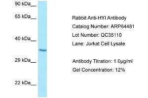 Western Blotting (WB) image for anti-Hydroxypyruvate Isomerase (Putative) (HYI) (C-Term) antibody (ABIN2789849) (HYI 抗体  (C-Term))