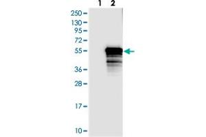 Western blot analysis of Lane 1: Negative control (vector only transfected HEK293T lysate), Lane 2: Over-expression Lysate (Co-expressed with a C-terminal myc-DDK tag (~3. (TEX9 抗体)