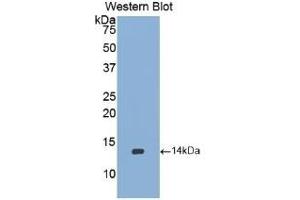 Detection of Recombinant BMP2, Rabbit using Polyclonal Antibody to Bone Morphogenetic Protein 2 (BMP2) (BMP2 抗体  (AA 284-388))