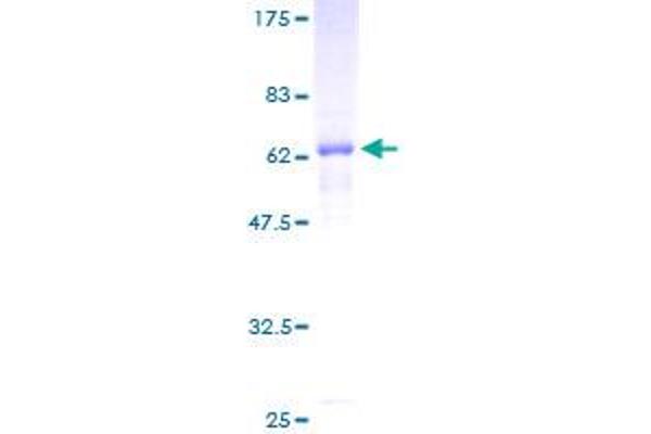 PRKAB1 Protein (AA 1-270) (GST tag)