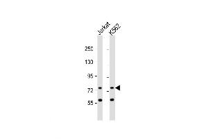 Western Blot at 1:1000 dilution Lane 1: Jurkat whole cell lysate Lane 2: K562 whole cell lysate Lysates/proteins at 20 ug per lane. (ATG16L2 抗体  (AA 277-304))