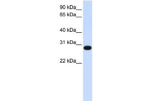WB Suggested Anti-GINS2 Antibody Titration:  0. (GINS2 抗体  (N-Term))